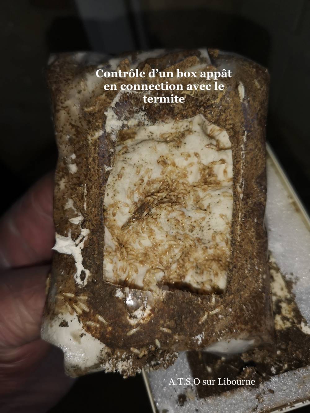 Box appât en connection avec les termites