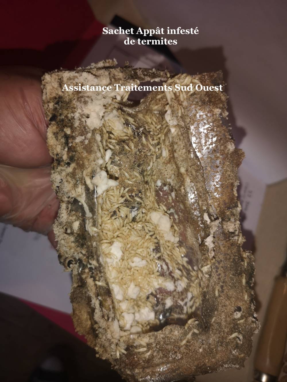 infestation termites.jpg