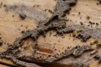 Termites