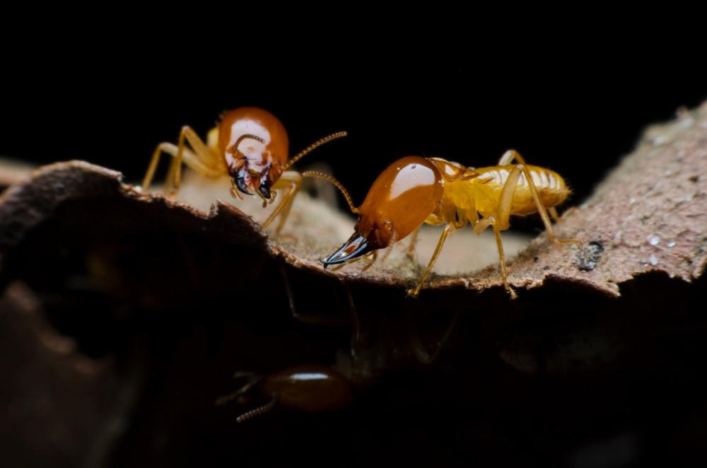 Termites près de Blaye