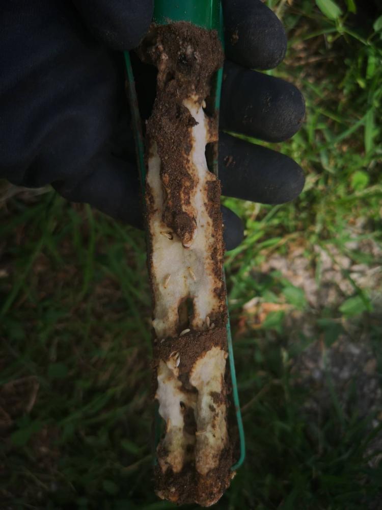 Piège termites près de Blaye