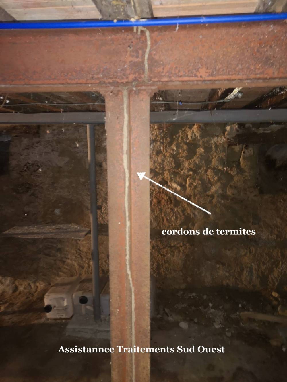 Termites