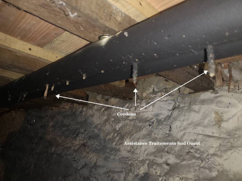 Termites