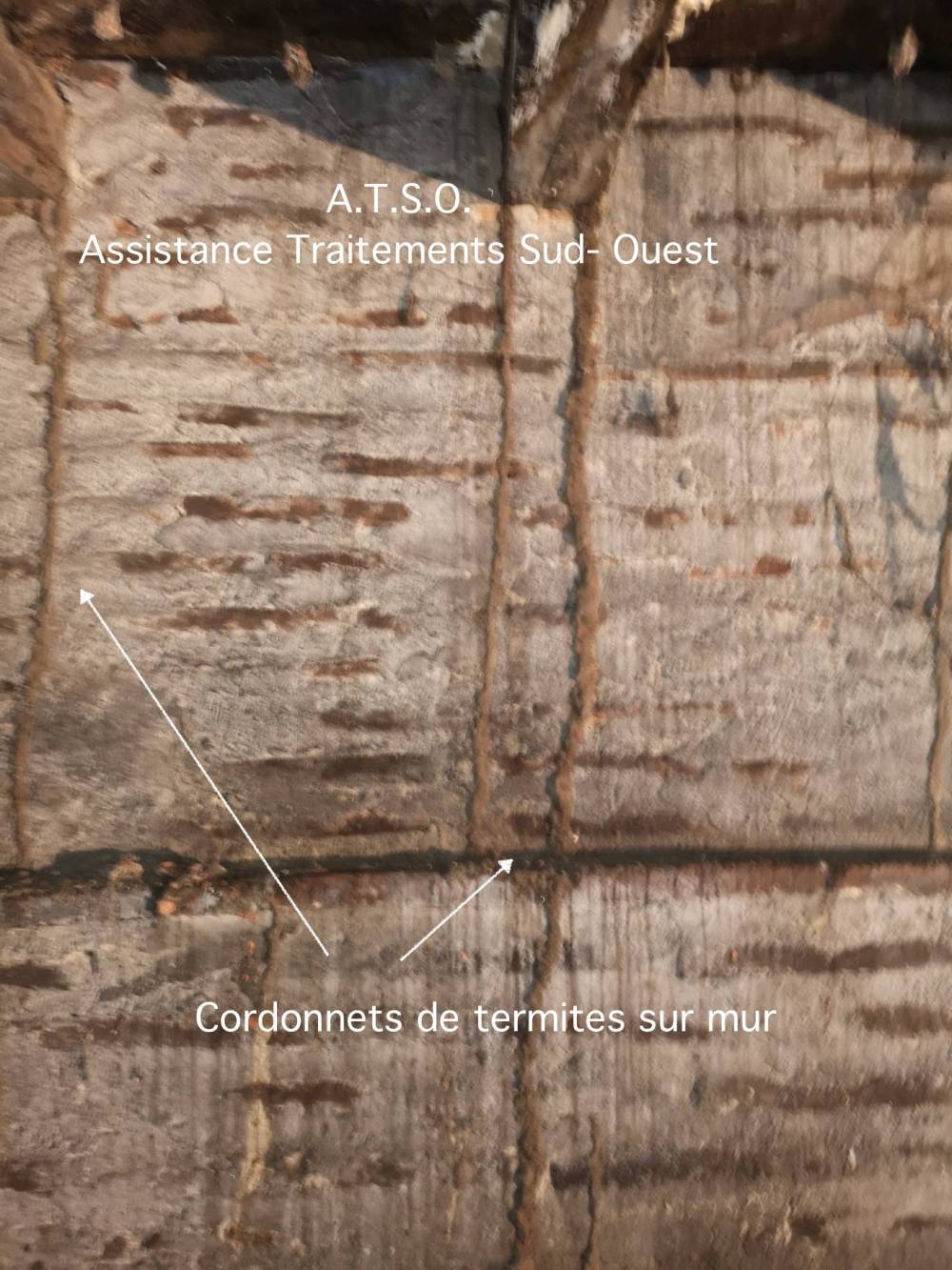 Termites