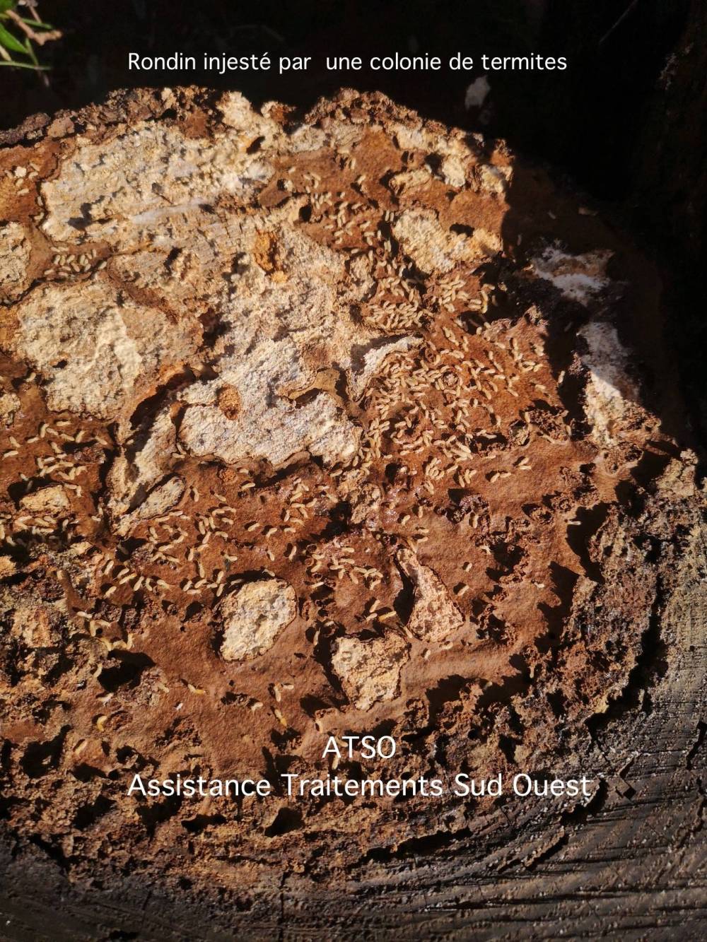 Termites