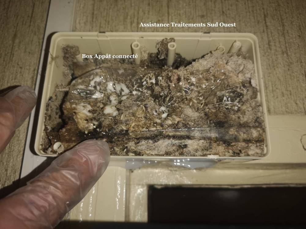 Piège à termites