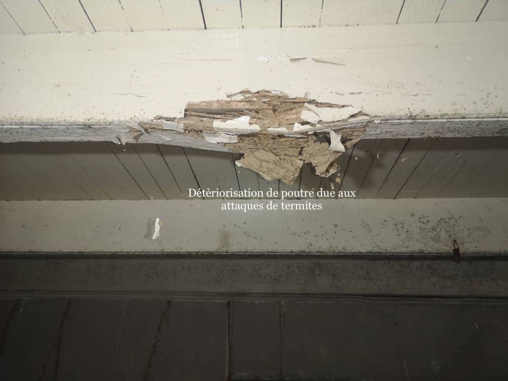 Termites