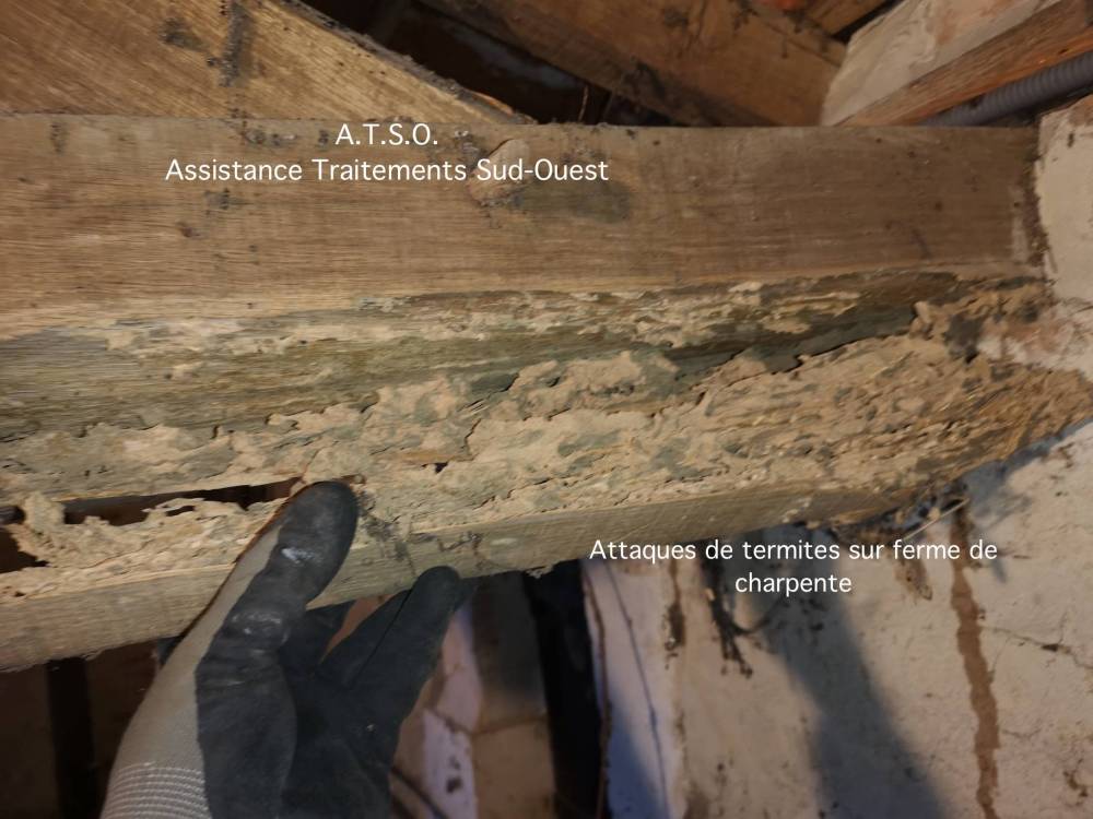 Termites
