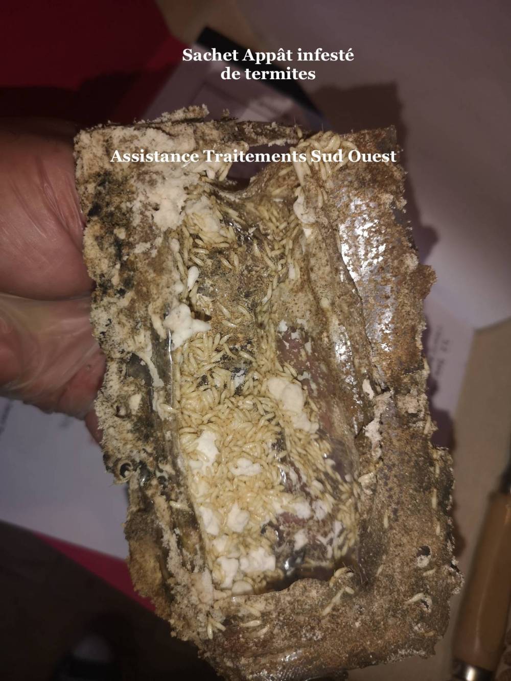 Termites