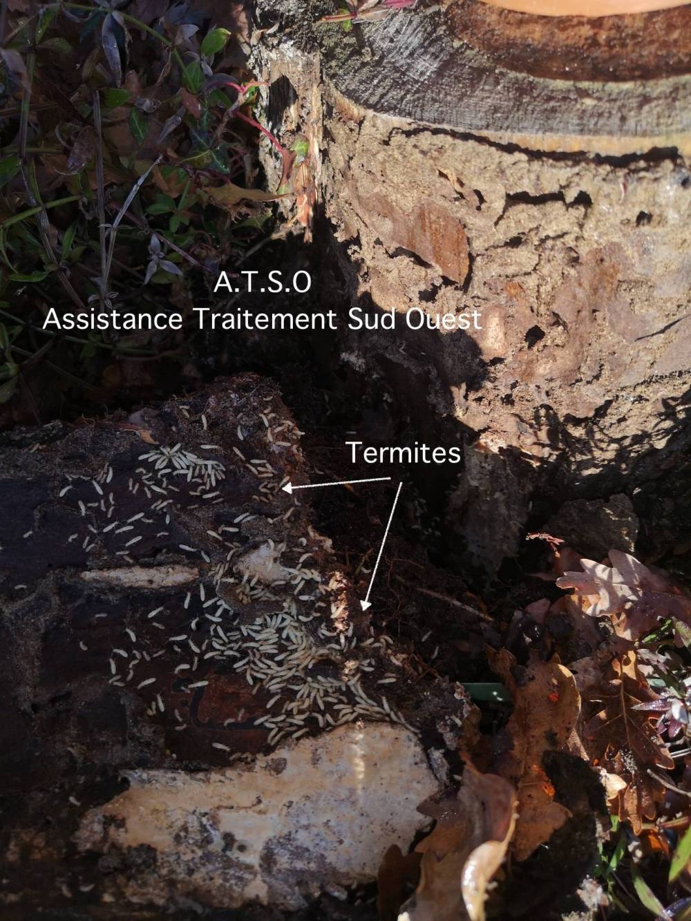 Termites