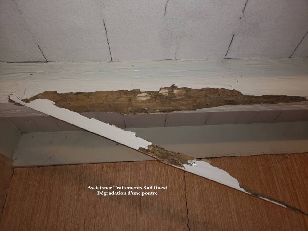 Termites