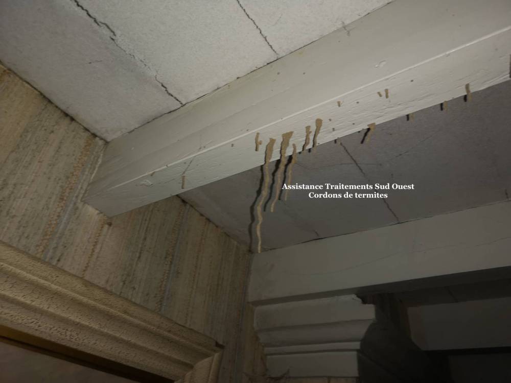 Termites
