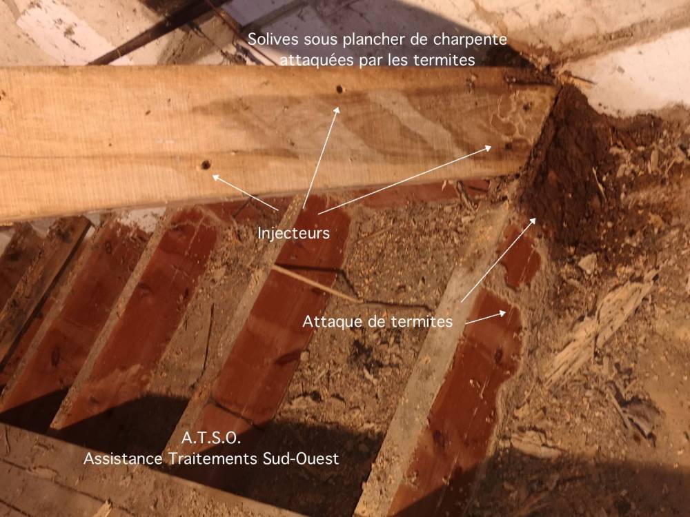Termites