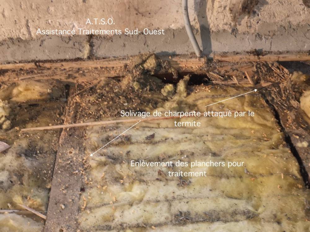 Termites