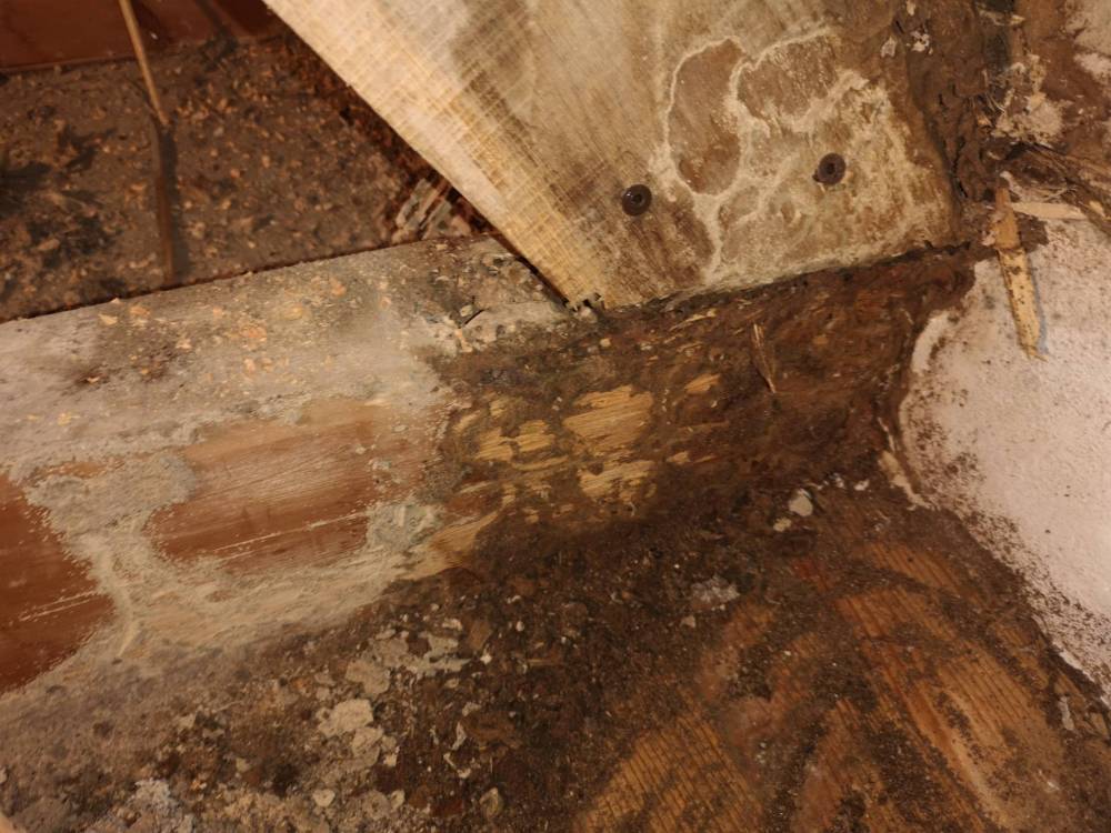 Termites