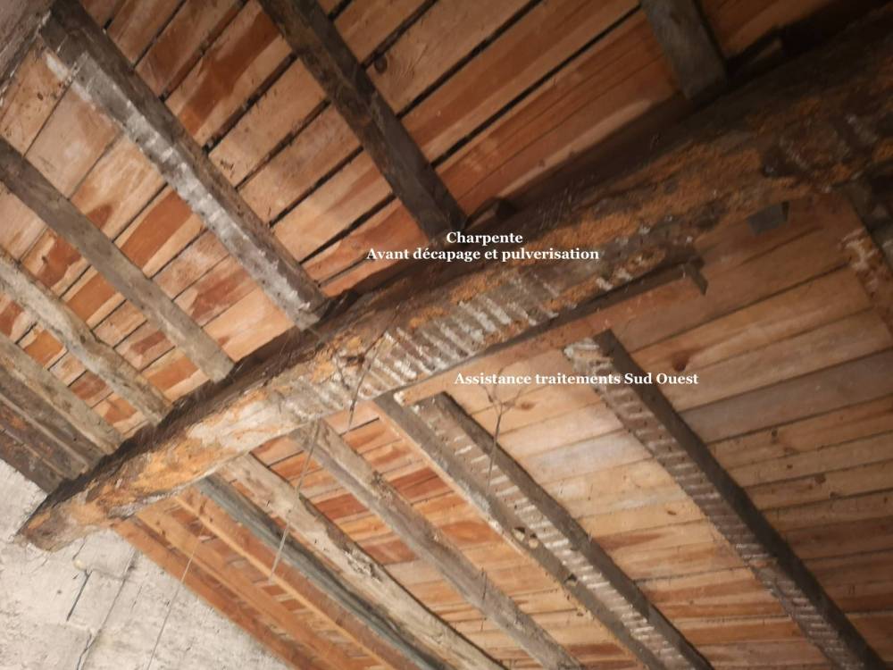 Termites
