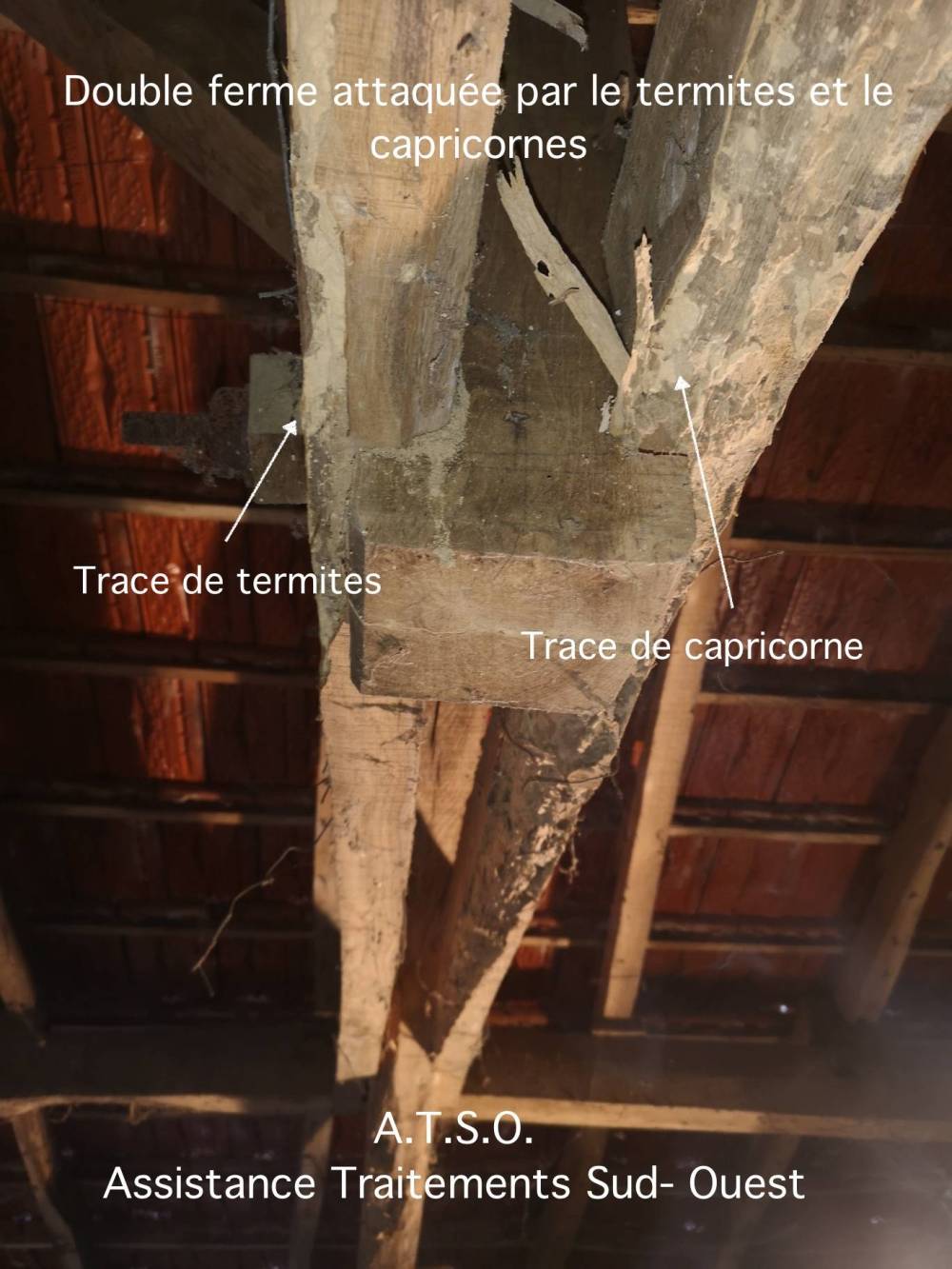 Termites