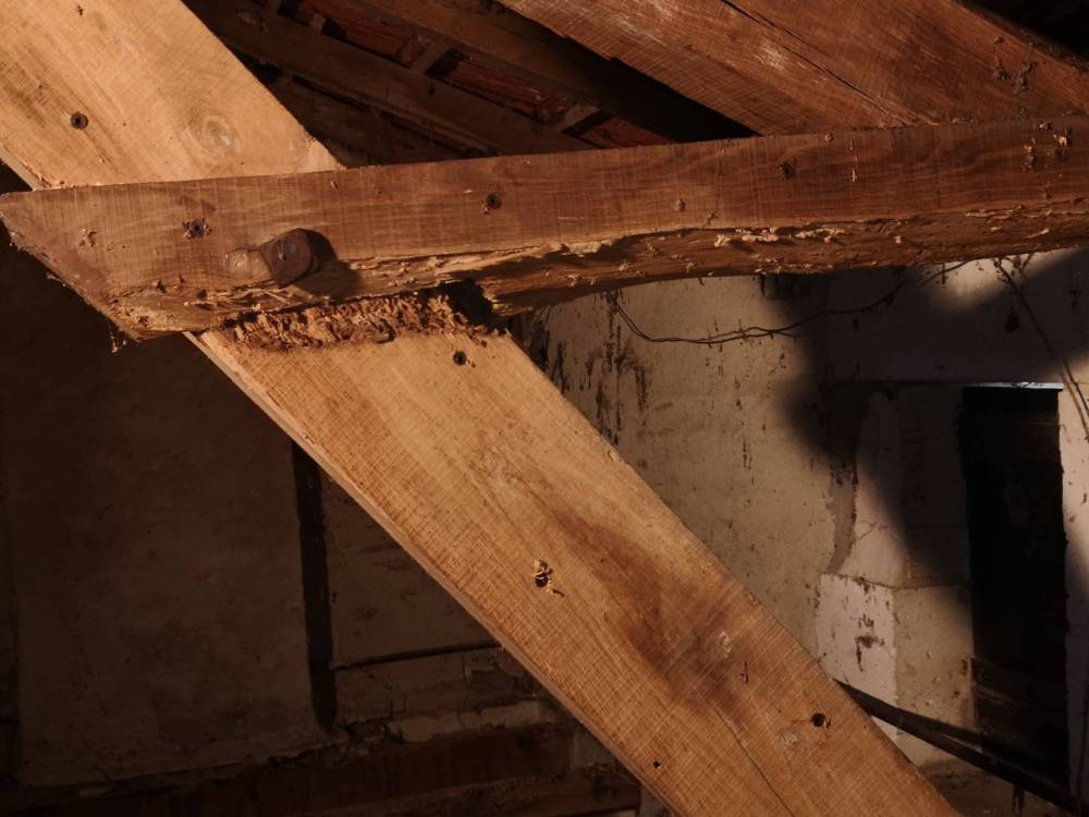 Termites