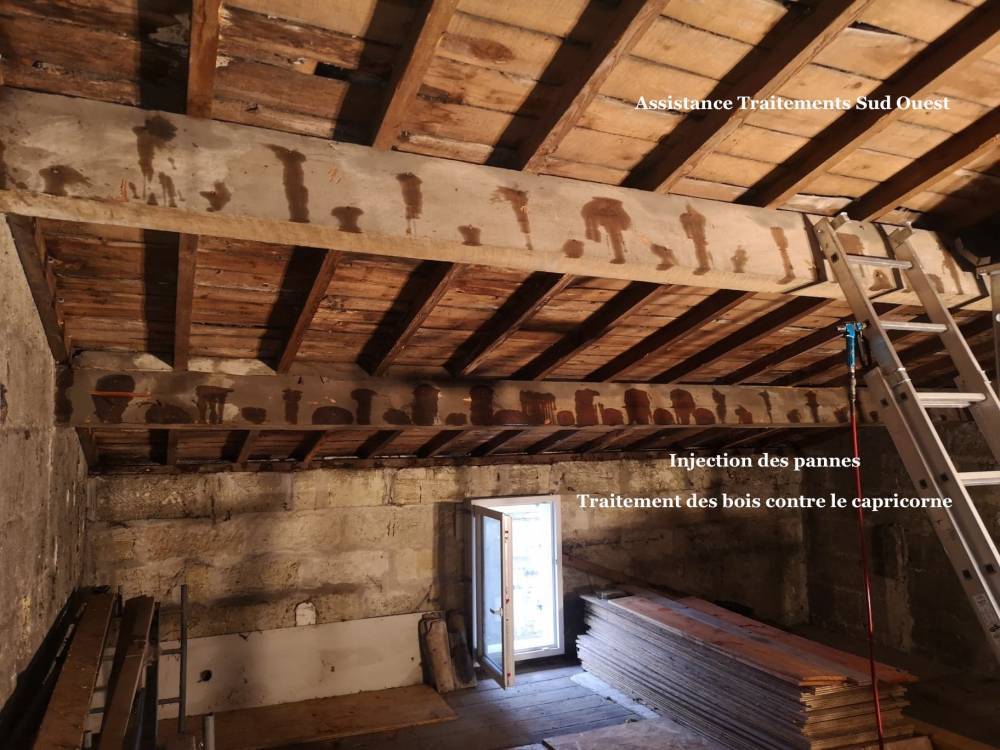 Termites