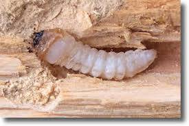 Termites