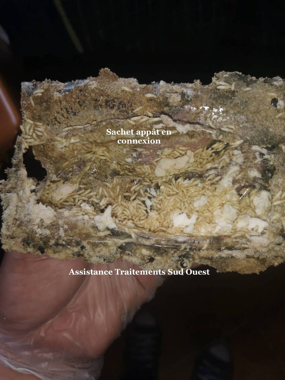 Termites