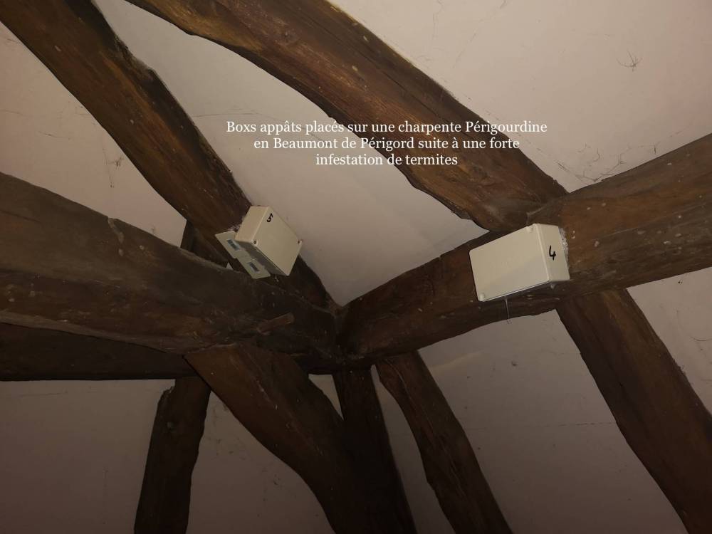 Termites
