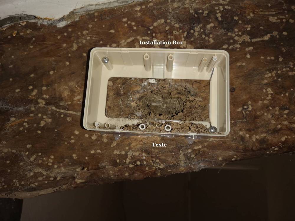 Termites