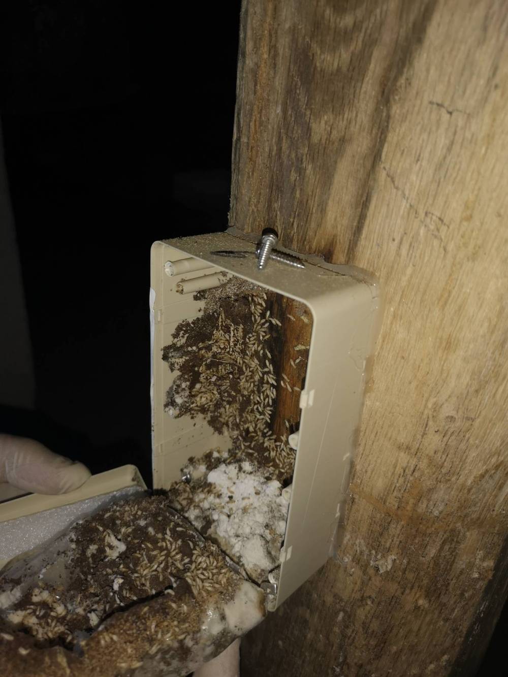 Termites