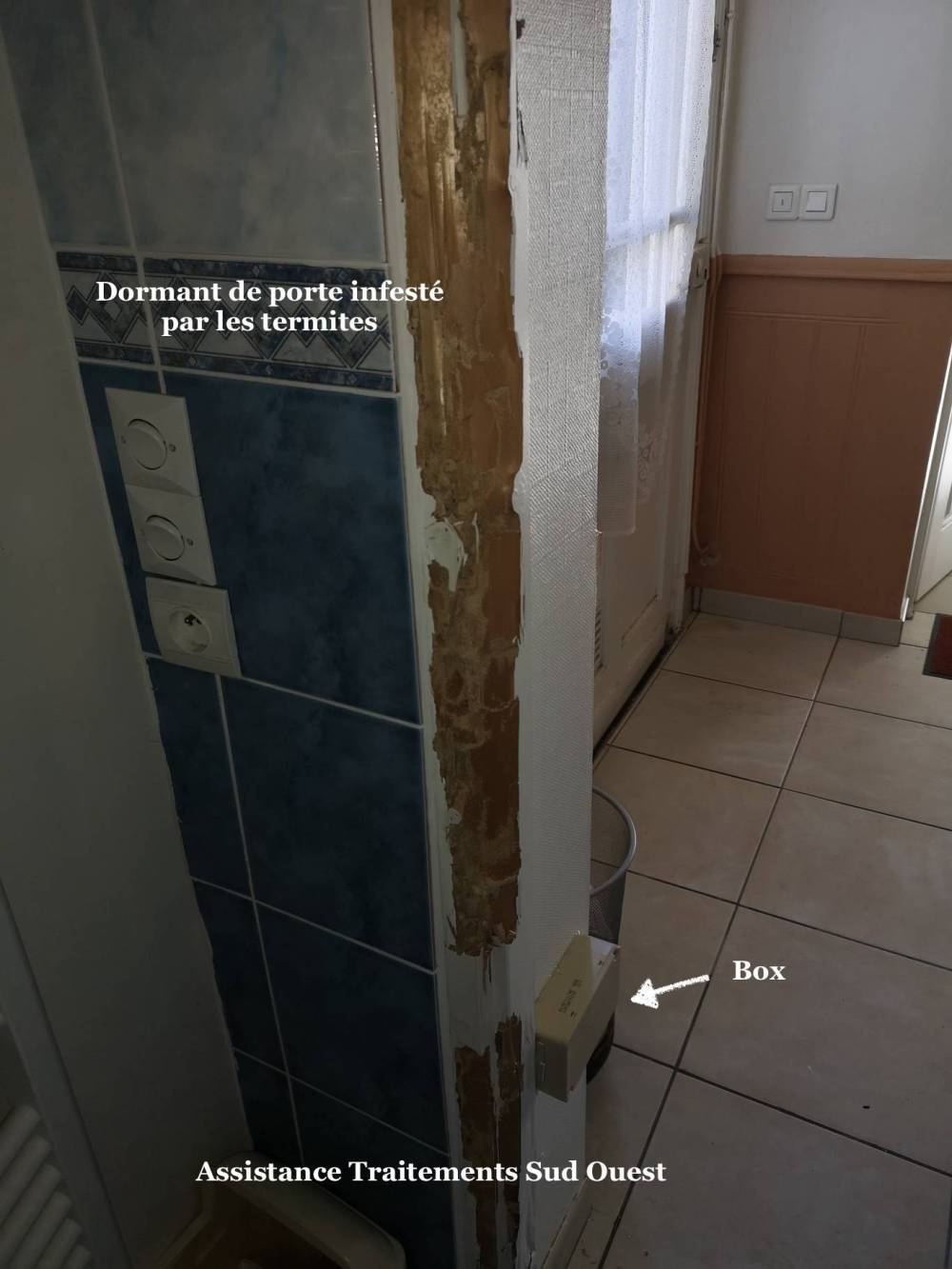 Termites