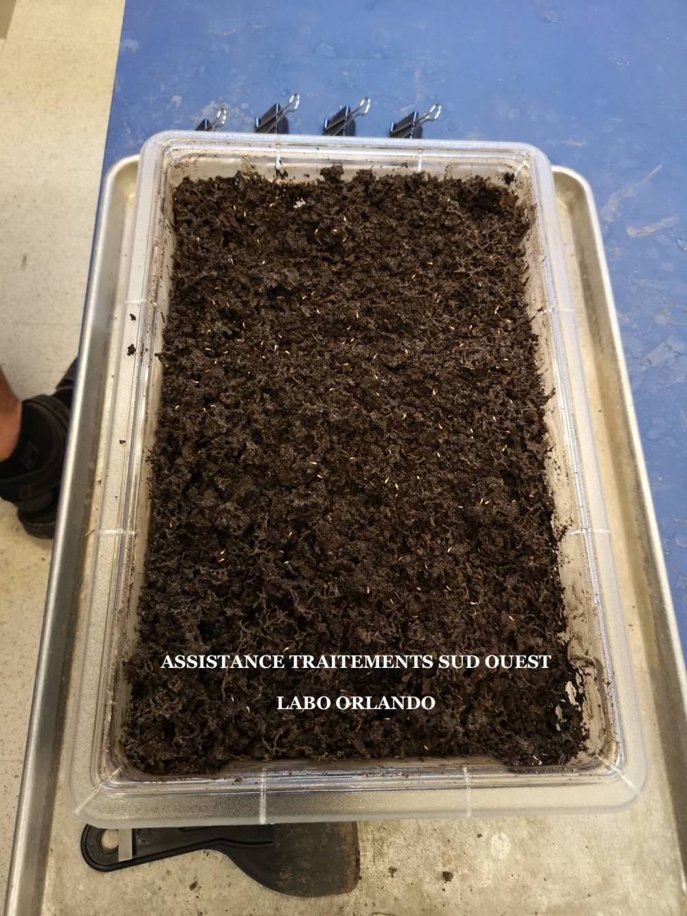 Termites
