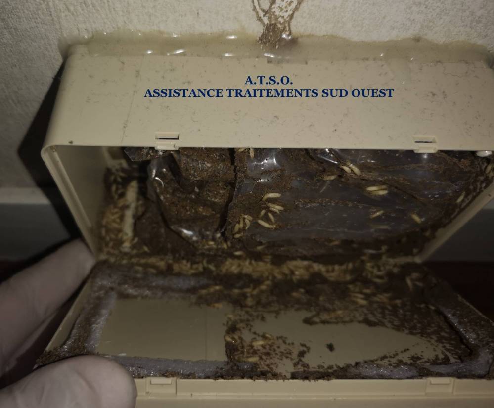 Piège termites