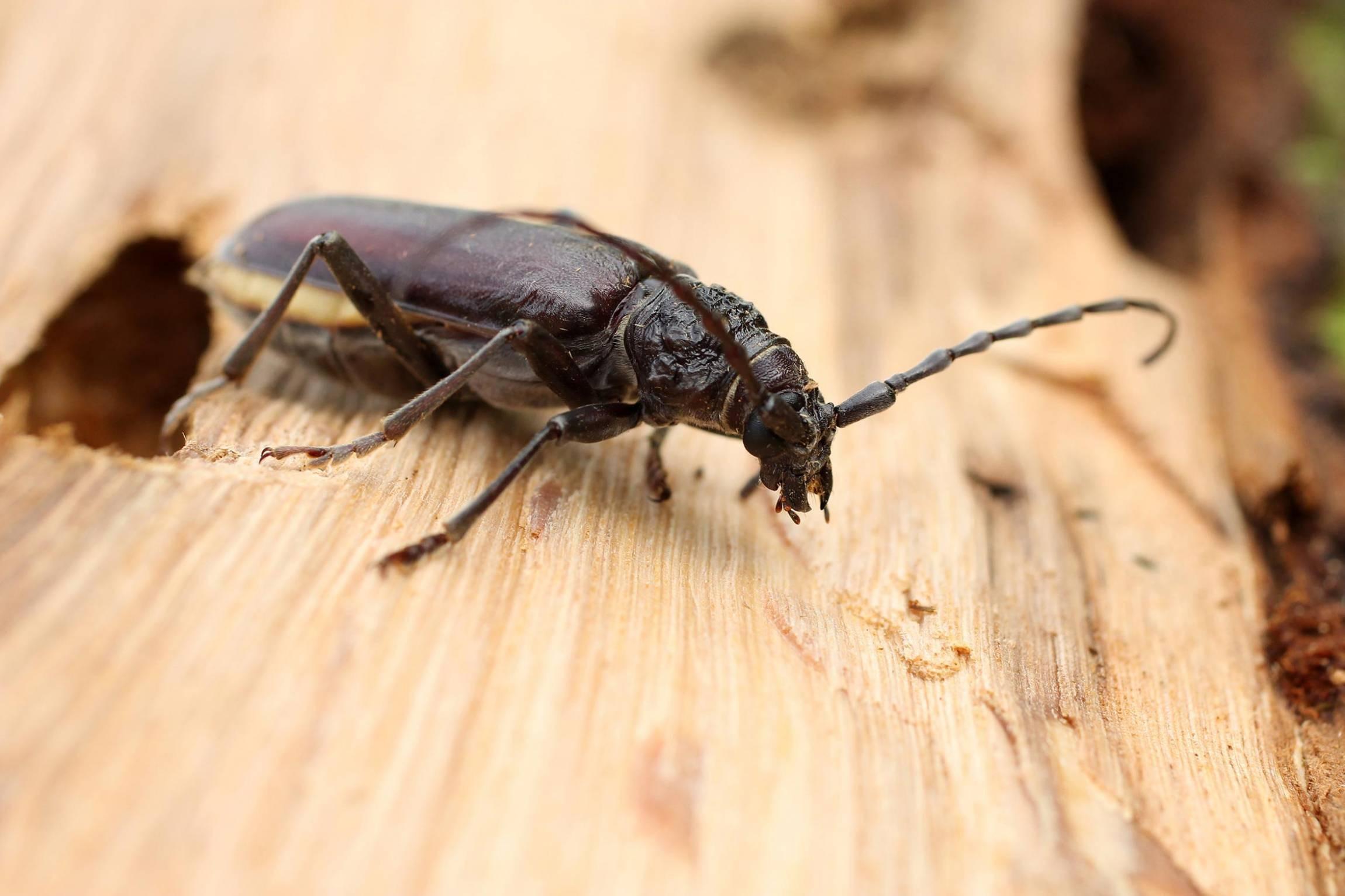 termite