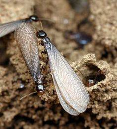 insecte (1)