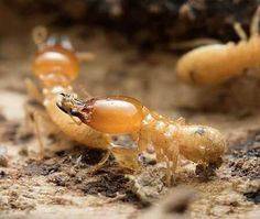 insecte (3)