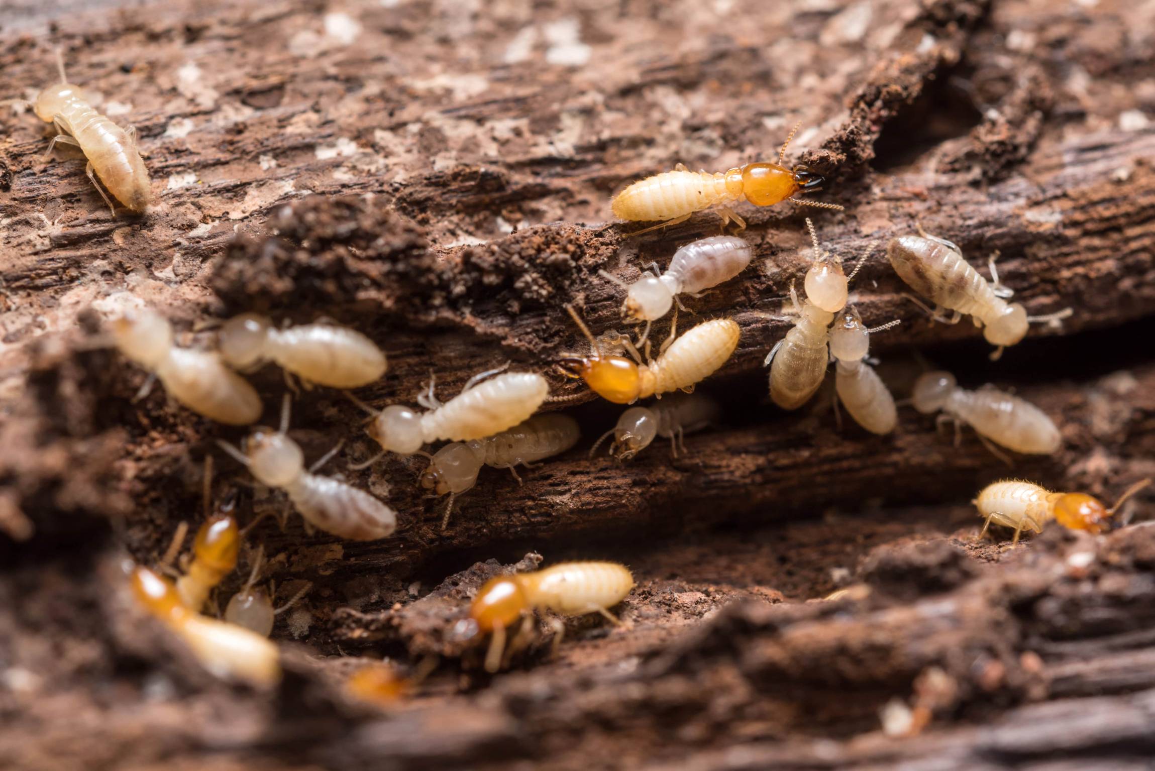 termite