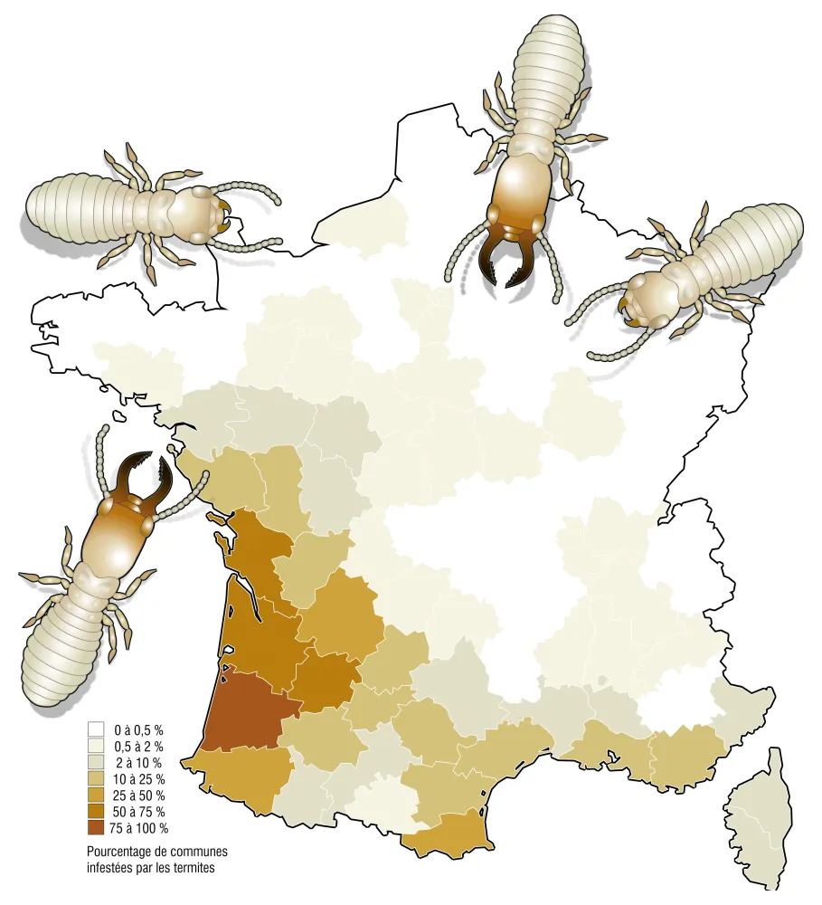 Carte du pourcentage de communes infestées par les termites en France, notamment en Gironde