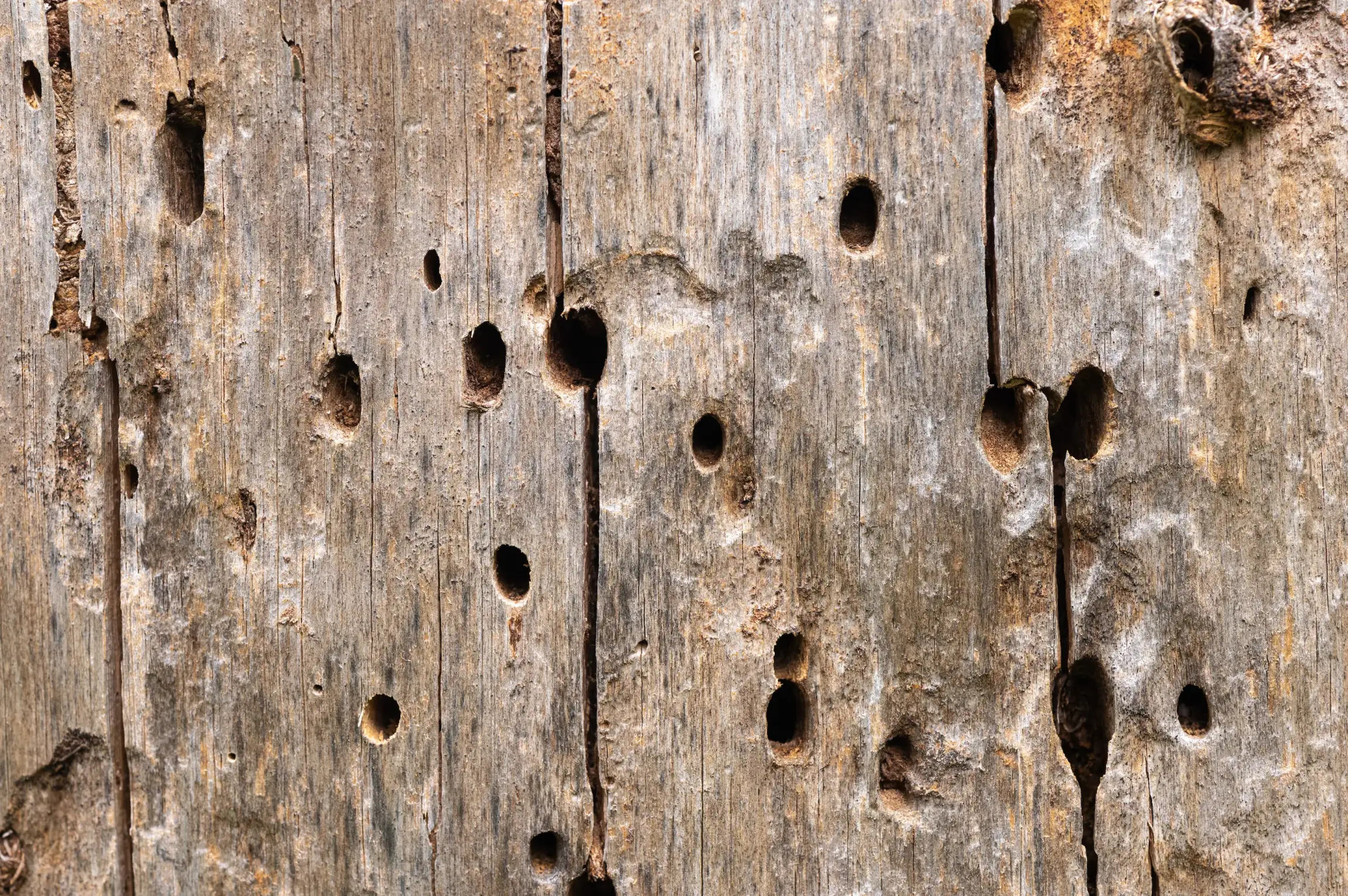 Bois ancien présentant des trous d’insectes xylophages