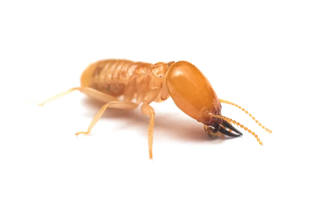 Traitement anti termites en Gironde